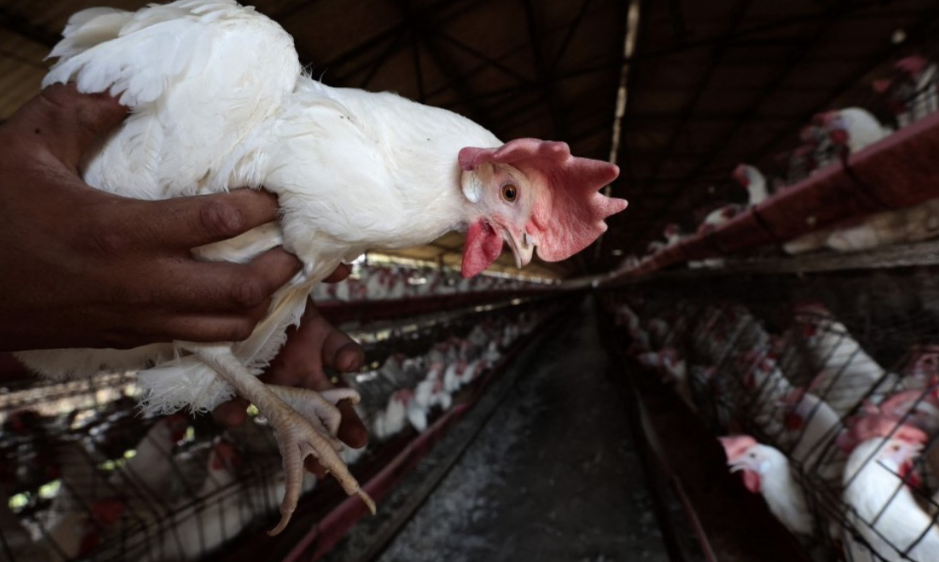 Confirman primer caso de gripe aviar H5N1 en EU